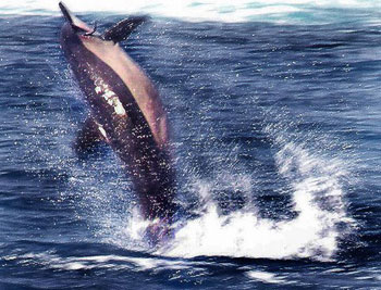 humpback whale leaping
