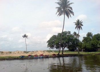 Kerala backwaters palm trees