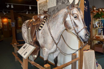 Horse in museum exhibit