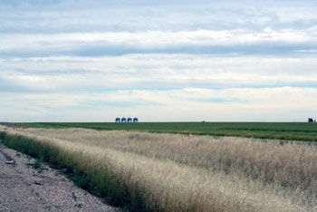 tall prairie grass in Alberta