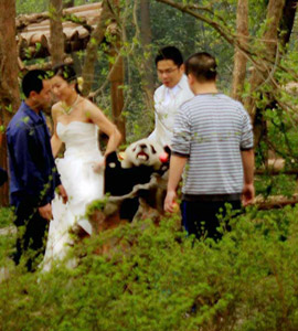panda and visitors in sanctuary