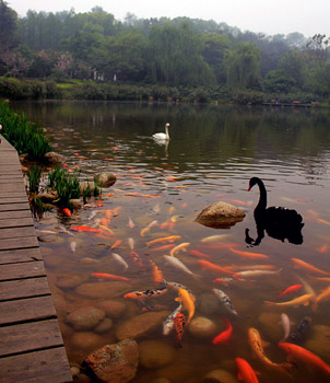 lake with koi and swans