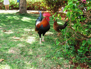 chickens in yard on Kaua'i