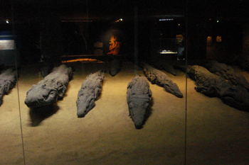 mummified crocodiles in museum