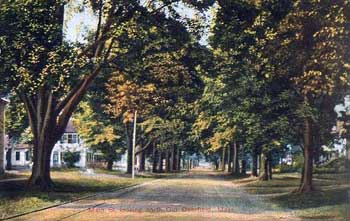 tree-lined street in Deerfield