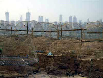 fishing nets on shore