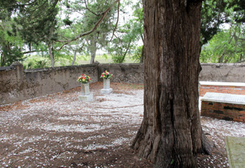 live oak tree in cemetery