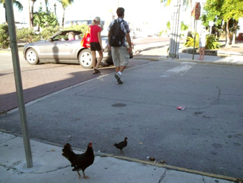 chickens on Key West sidewalk
