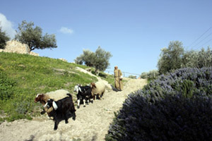 sheep on path to Nazareth village