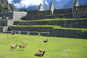 llamas on the central plaza at Machu Picchu