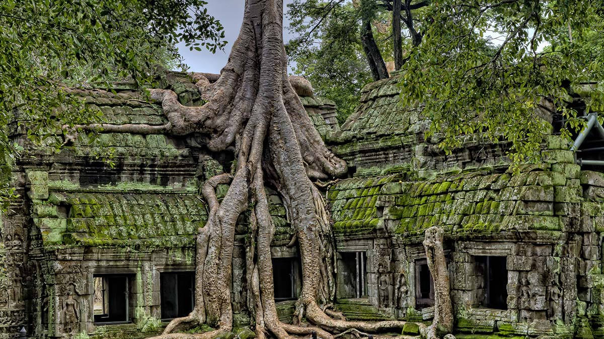 Tree growing in Angkor Wat temple