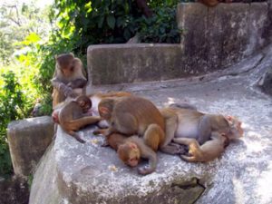 monkeys at Kathmandu temple