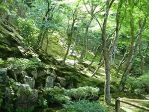 Arashiyama woodland
