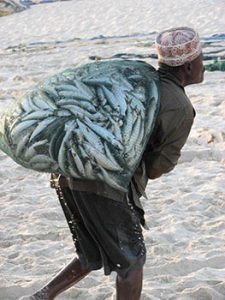 Omani man hauling sardines