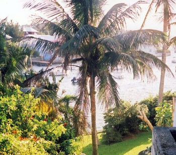 palm tree at Bermuda hotel