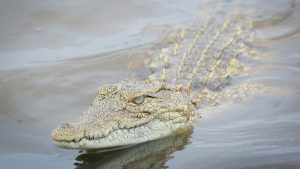 African crocodile