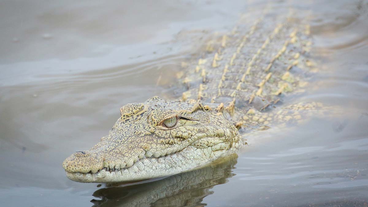 Egypt: Searching For Crocodiles On The Nile River