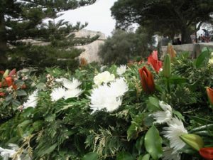 Mdina flowering shrubbery