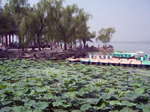 Lily pads on lake at Summer Palace