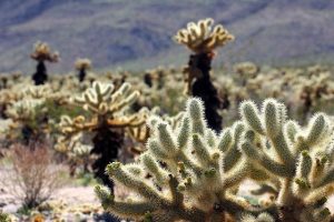 chollo cactus