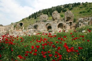 flowers in front of Roman ruins