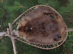 beaver pelt at fur post museum