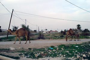 camels on road