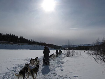 dogsled teams in snow