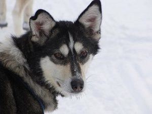 sled dog face close-up
