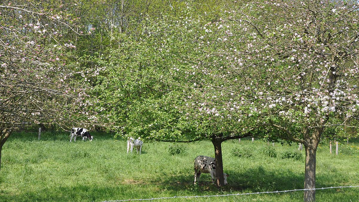 Le Tilleul (France, Normandy), apple orchard with grazing cows