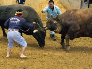 bulls fighting in Okinawa