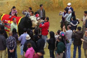 Okinawa bullfight participants