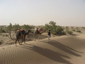 leading camels across sand dune