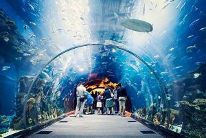 underwater zoo at Dubai mall