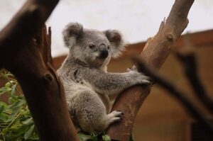 koala climbing eucalyptus tree