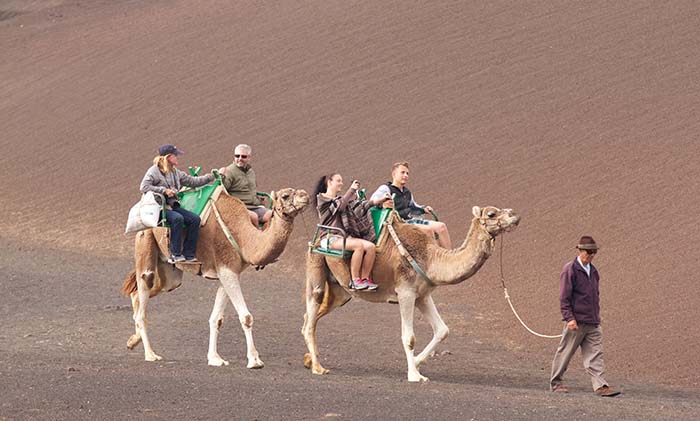 group tour camel ride