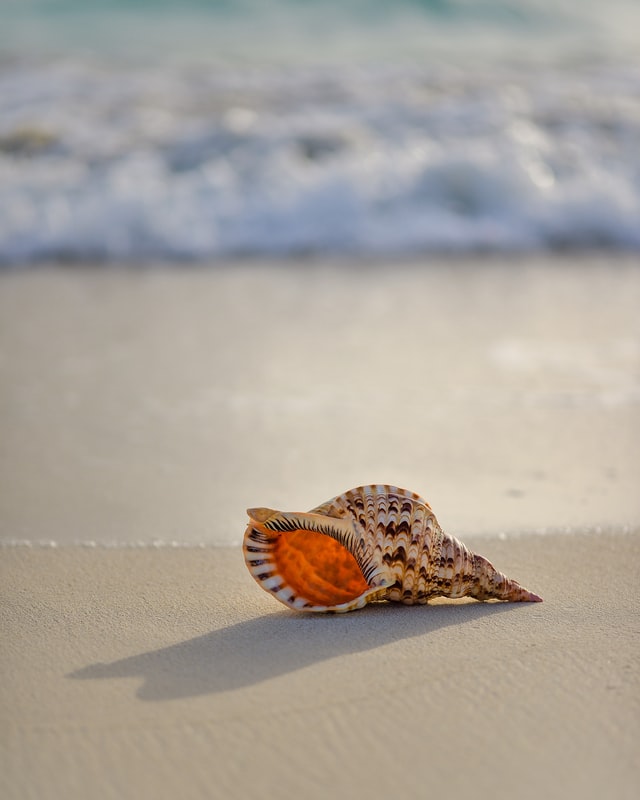 a shell on a beach