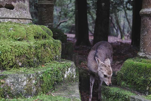 A deer in Nara park in Japan