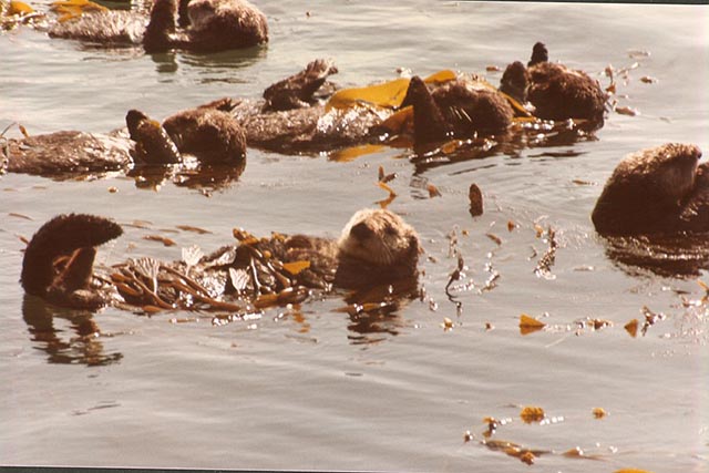 sea otters