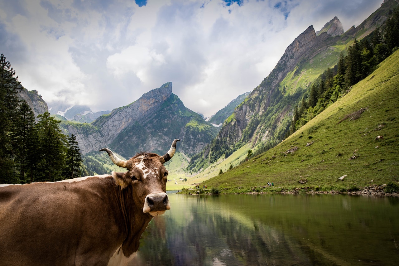 A cow with green mountain scenery in the background