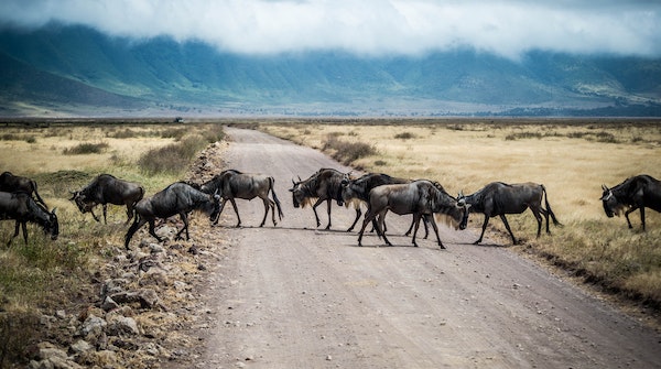 Herd of wildebeest crossing a road.