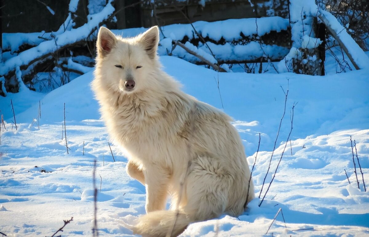 Arctic fox sitting in the snow; a sight one might see when on a road trip adventure in Sweden