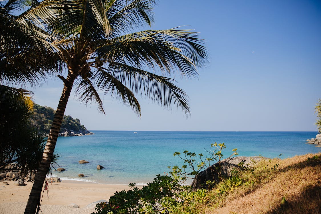A beach with a palm tree