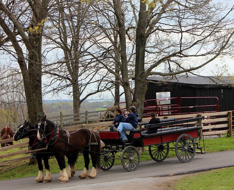 horse-drawn wagon