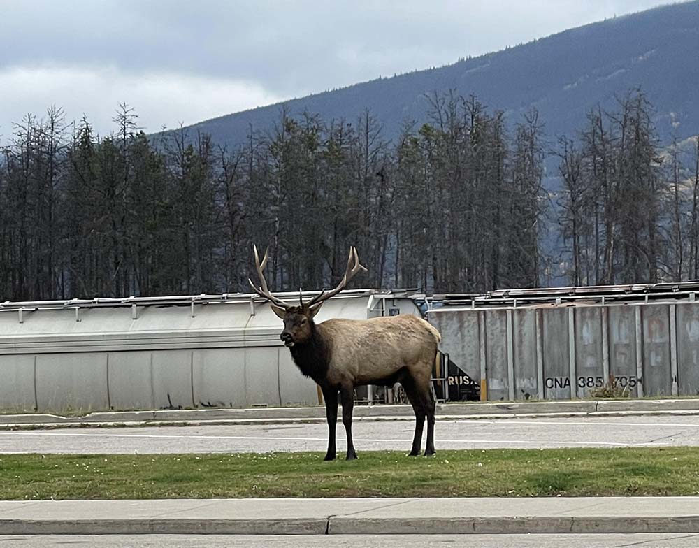 Elk on street in Jasper, Alberta