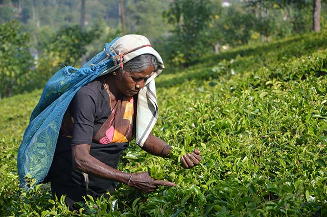 woman picking tea on Sri Lanka plantation