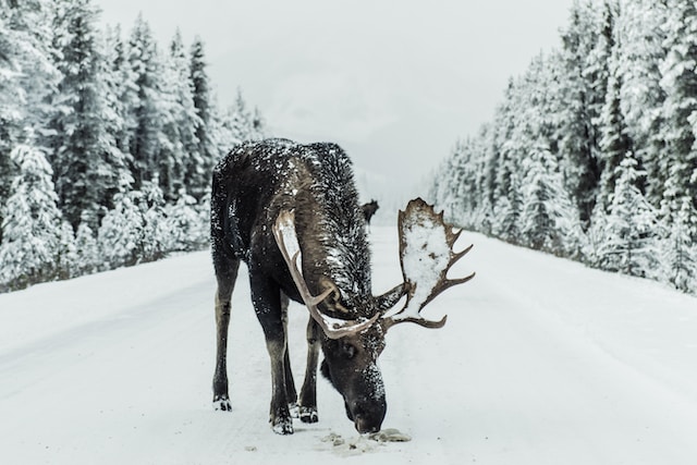 Brown moose in the wilderness as an example of the stunning scenery and wildlife of Banff, Canada.