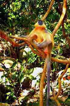 monkey in tree