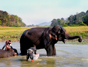 locals bathing elephants