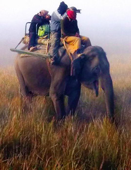 riding an elephant in Kaziranga National Park